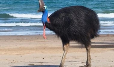 أخطر طائر في العالم يخرج من المحيط على شواطئ أستراليا