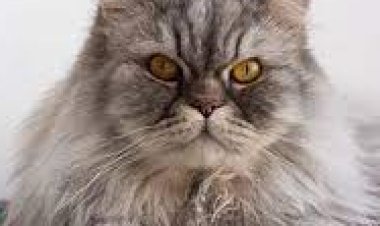 قطة تنقذ رجل من السجن.. ايه الحكاية؟