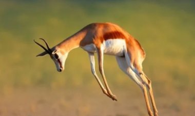 بعد العثور على أول حالة للإصابة به.. تعرف على مرض زومبي الغزلان