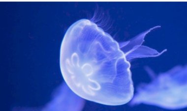 قناديل البحر تثير قلق الناس في المملكة المتحدة وإيرلندا