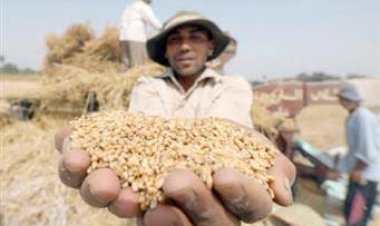 غدا .. تداول القمح بالبورصة المصرية للسلع