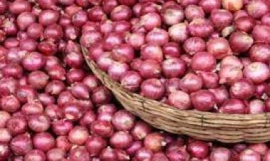 أسعار البصل اليوم بالطن