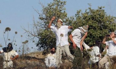 مقاومة الجدار والاستيطان: 333 اعتداءً للاحتلال ومستعمريه ضد قاطفي الزيتون