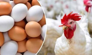 الكيلو 60 جنيهًا.. أسعار بورصة الدواجن والبيض اليوم الخميس 23 نوفمبر