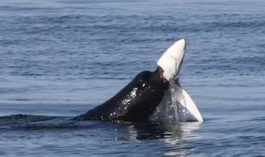 ركاب جولة بحرية يصابون بالرعب.. ما السبب؟ (فيديو)