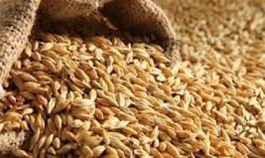 سعر الأرز الشعير الآن 2023