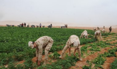 القوات المسلحة تنفذ عدة حملات مكبرة للبحث والتفتيش على الزراعات المخدرة بسيناء