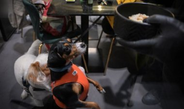 مطعم  للكلاب في روما.. ما القصة؟