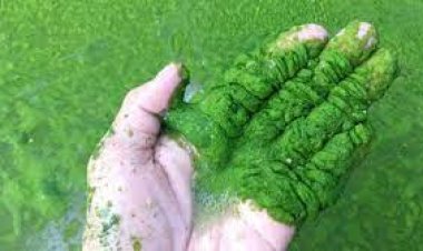 ما هي فوائد زراعة الطحالب .. وهل زراعة الطحالب تجارة مربحة ؟