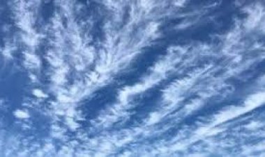 الريش المداري يزين سماء مصر.. تفاصيل