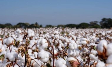 ننشر أسعار قنطار القطن في كفر الشيخ اليوم 2023