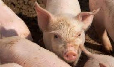 المملكة المتحدة تسجل أول حالة إصابة بشرية بسلالة أنفلونزا الخنازير الجديدة