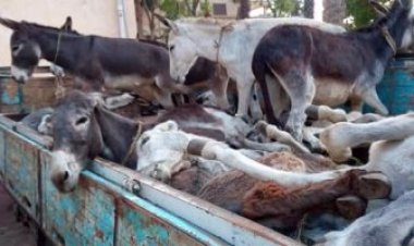 ضبط 28 حمارا نافقا فى سيارة نقل قبل سلخها وبيعها فى الغربية