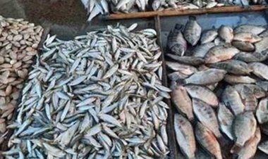 ننشر أسعار السمك اليوم بسوق العبور (تفاصيل)