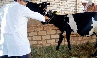 الطب البيطري يبدأ حملة التحصين ضد «الحمى القلاعية» في الأقصر