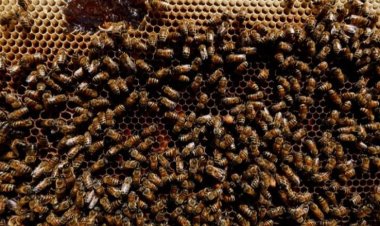 أكتشاف نحل محنط يثير حيرة العلماء في البرتغال