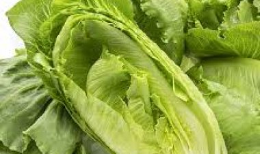 منها محاربة فقر الدم.. تعرّف علي أهم 8 فوائد للخس