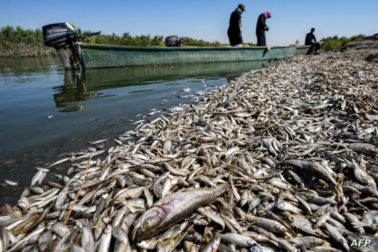 الحكومة تنفي شائعة تداول أسماك نافقة بالأسواق بعد ظهورها على سواحل ميناء الإسكندرية