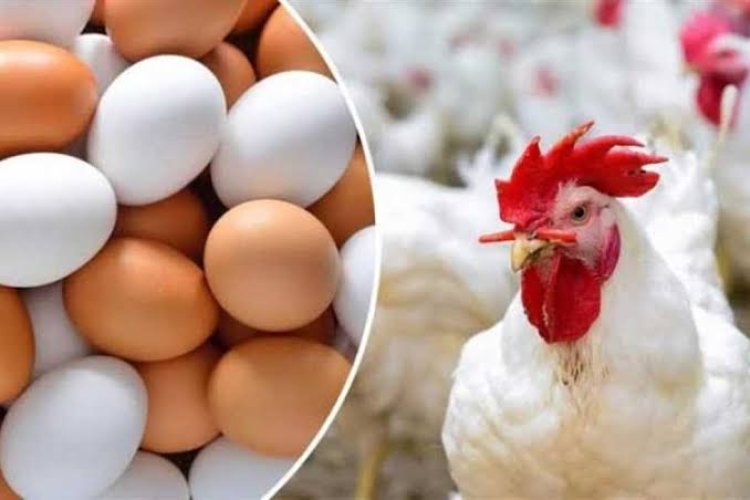 "تواصل الانخفاض".. أسعار الدواجن والبيض اليوم الثلاثاء 28 نوفمبر