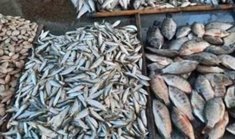 ننشر أسعار السمك اليوم بسوق العبور (تفاصيل)