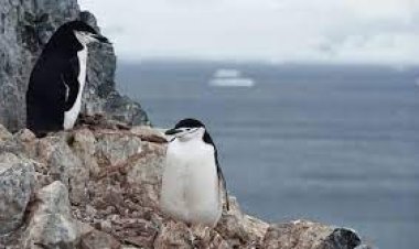 طيور البطريق ذات الحزام الذقن تحاول النوم 10 آلاف مرة يوميًا