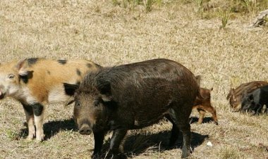 الخنازير الخارقة تشكل خطرًا في كندا