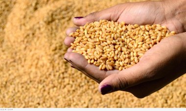 التموين : توريد 1.8 مليون طن قمح محلي حتي الآن