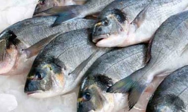 تفسير حلم السمك للمتزوجين