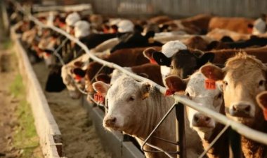 التعبئة والإحصاء: 10٪ زيادة في أعداد رؤوس الماشية عام 2022           