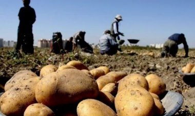 سعر الطن وصل لـ 50 ألف جنيه.. تحرك برلماني بسبب تصاعد أسعار تقاوي البطاطس