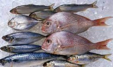 «ازاي تعرفي السمك الطازة».. نصائح لضمان تحضير وجبة سمك صحية وشهية