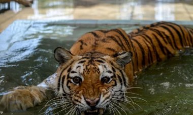 بعد هجوم النمور.. إغلاق حديقة الحيوانات في باكستان
