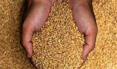 «السلع التموينية» تتعاقد على شراء 420 ألف طن قمح روسي