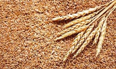 سعر الأرز الشعير الآن 2023
