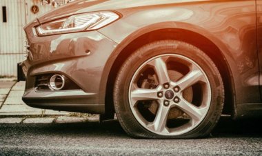 «كلب» يتسبب في تدمير سيارات عديدة في إيطاليا