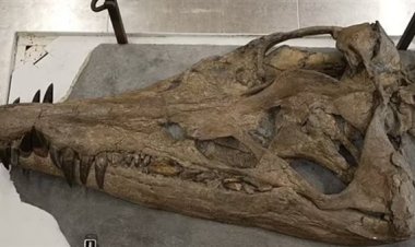 اكتشاف جمجمة حيوان بحري ضخم يعود إلى ما يقرب من 150 مليون سنة في سواحل إنجلترا