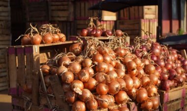 «انخفاض أسعار البصل».. الحكومة تتخذ إجراءات مهمة بعد زيادة كميات تصديره