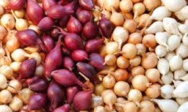 خاص لـ العاصمة.. شعبة البصل: انفراجة في أسعار البصل بداية شهر مارس