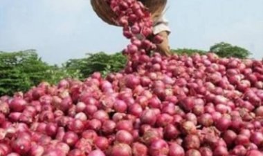 تعرف على أخر أخبار أسعار البصل اليوم