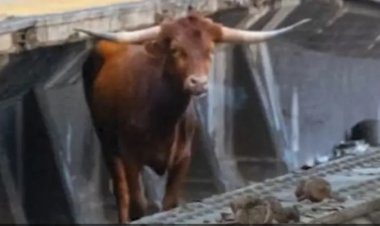 ثور يتسبب في تعطيل حركة القطارات في نيوجيرسي