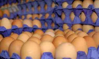 تخفيض رسوم الاستيراد على البيض في روسيا لتهدئة ارتفاع الأسعار