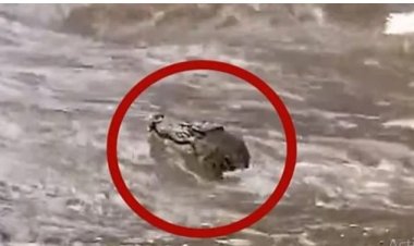 بسبب الفيضانات.. تمساح يظهر في ولاية كوينزلاند الأسترالية