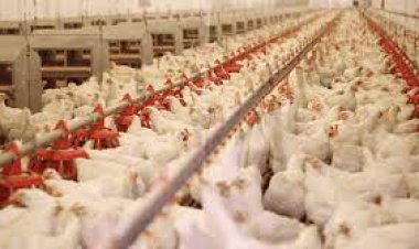 الحكومة تنفي.. التخلص من سلالات دواجن نادرة لعدم توافر الأعلاف