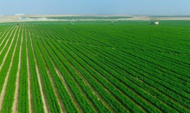 %1.3 زيادة في إجمالي المساحة المحصولية عام 2021 / 2022  