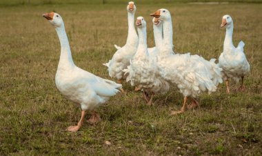 سجن يستبدل كلاب الحراسة بالأوز