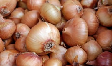 البصل انخفض 8 جنيهات.. أسعار الخضراوات والفاكهة اليوم الأحد 24-12-2023