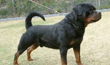 الكلب المسعور لا يرحم.. ذعر متواصل بين أهالي «زفتى» مع تزايد المصابين