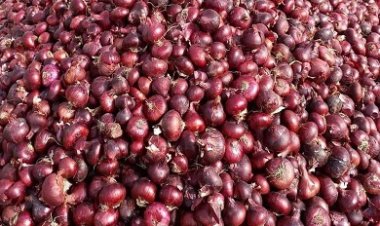 نقيب الفلاحين: 5 جنيه سعر كيلو البصل منتصف أبريل المقبل