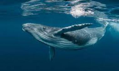 تواصل مبهر مع حوت أحدب.. فريق Whale-SETI يسجل محادثة تاريخية مع توين ملهماً لتطوير الذكاء الحيواني