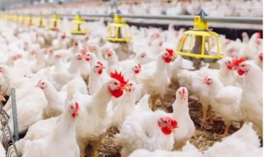 بورصة الدواجن اليوم.. أسعار الفراخ البيضاء